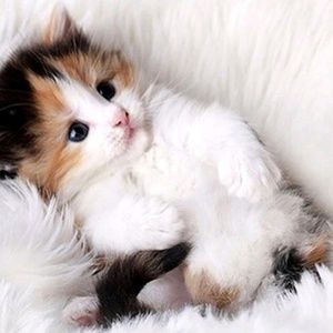 Meet your Posher, Sen